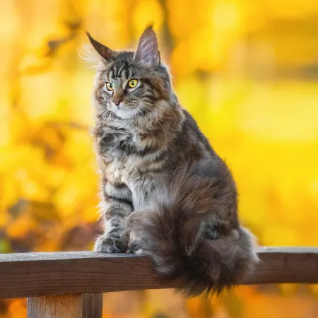 NOTIQUE Poznámkový kalendář Kočky 2026, 30 x 30 cm