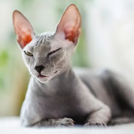 NOTIQUE Poznámkový kalendář Kočky 2026, 30 x 30 cm