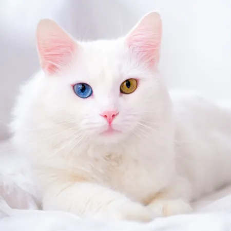 NOTIQUE Poznámkový kalendář Kočky 2026, 30 x 30 cm