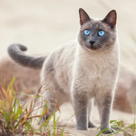 NOTIQUE Poznámkový kalendář Kočky 2026, 30 x 30 cm