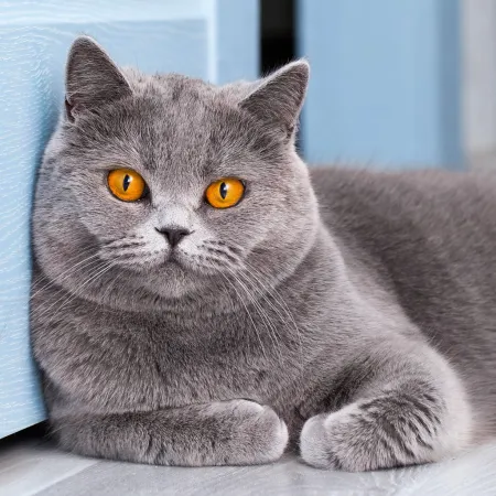 NOTIQUE Poznámkový kalendář Kočky 2026, 30 x 30 cm