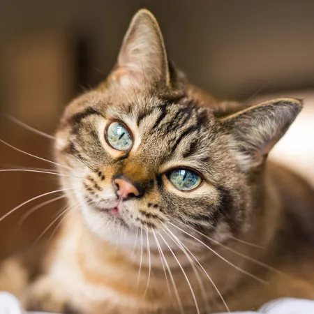 NOTIQUE Poznámkový kalendář Kočky 2026, 30 x 30 cm