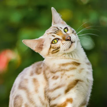 NOTIQUE Poznámkový kalendář Kočky 2026, 30 x 30 cm