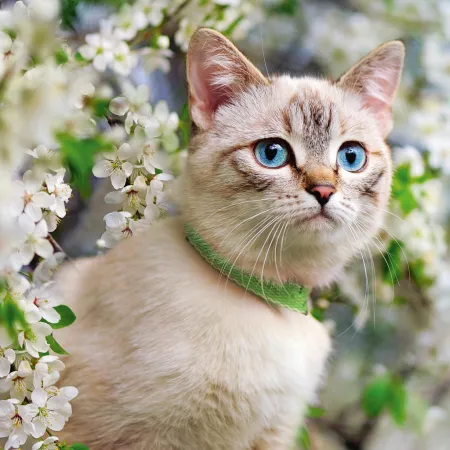 NOTIQUE Poznámkový kalendář Kočky 2026, 30 x 30 cm