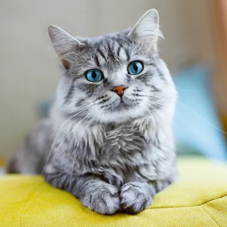 NOTIQUE Poznámkový kalendář Kočky 2026, 30 x 30 cm