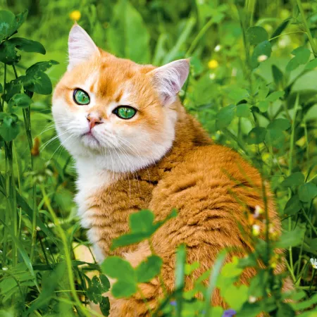 NOTIQUE Poznámkový kalendář Kočky 2026, 30 x 30 cm