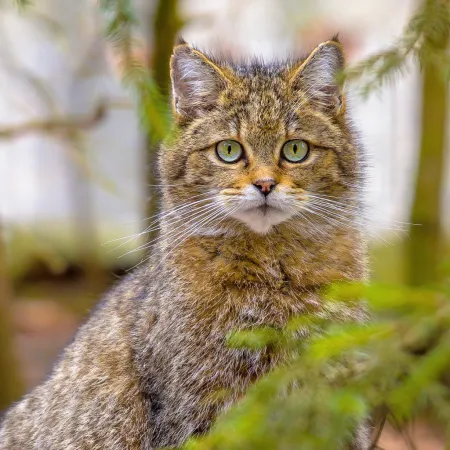 NOTIQUE Poznámkový kalendář Kočky 2026, 30 x 30 cm