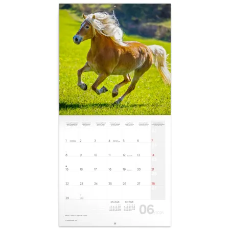 NOTIQUE Poznámkový kalendář Koně – Christiane Slawik 2026, 30 x 30 cm
