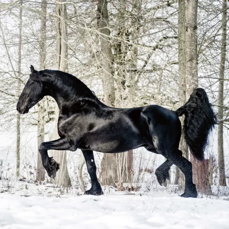 NOTIQUE Poznámkový kalendář Koně – Christiane Slawik 2026, 30 x 30 cm