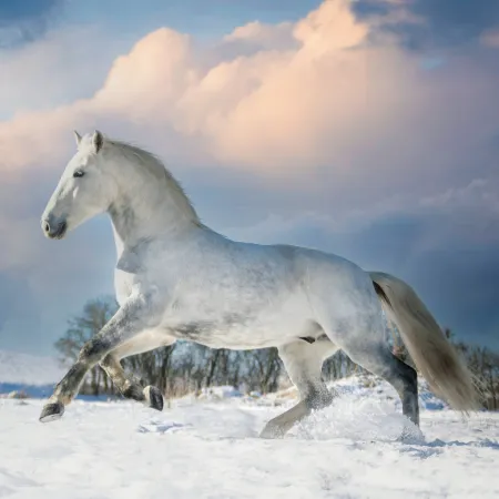 NOTIQUE Poznámkový kalendář Koně – Christiane Slawik 2026, 30 x 30 cm