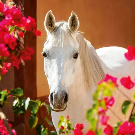 NOTIQUE Poznámkový kalendář Koně – Christiane Slawik 2026, 30 x 30 cm