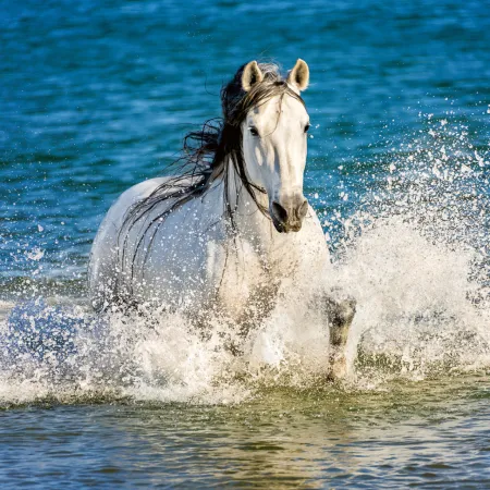 NOTIQUE Poznámkový kalendář Koně – Christiane Slawik 2026, 30 x 30 cm