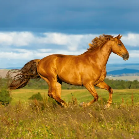 NOTIQUE Poznámkový kalendář Koně – Christiane Slawik 2026, 30 x 30 cm