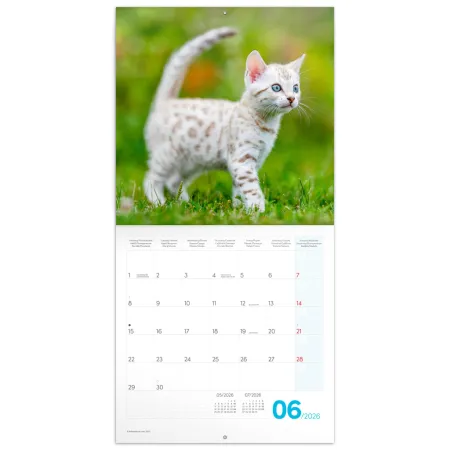 NOTIQUE Poznámkový kalendář Koťata 2026, 30 x 30 cm