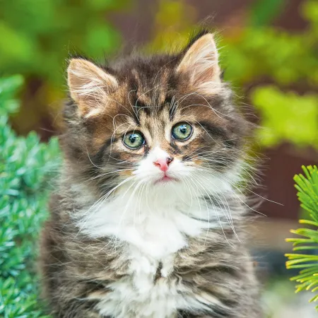 NOTIQUE Poznámkový kalendář Koťata 2026, 30 x 30 cm