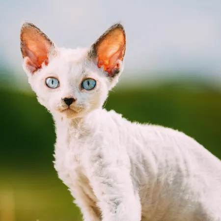 NOTIQUE Poznámkový kalendář Koťata 2026, 30 x 30 cm