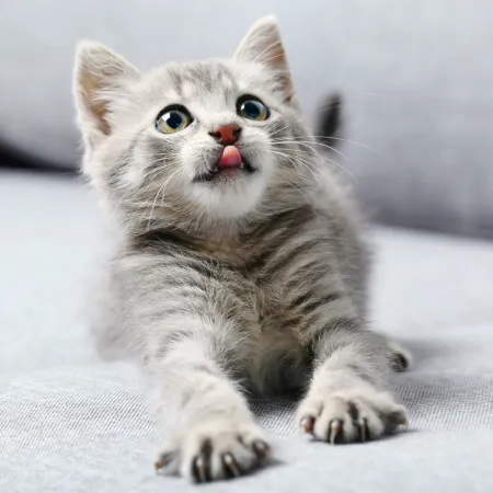 NOTIQUE Poznámkový kalendář Koťata 2026, 30 x 30 cm