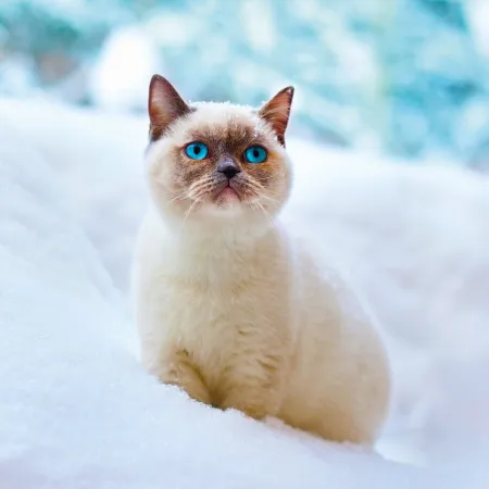 NOTIQUE Poznámkový kalendář Koťata 2026, 30 x 30 cm