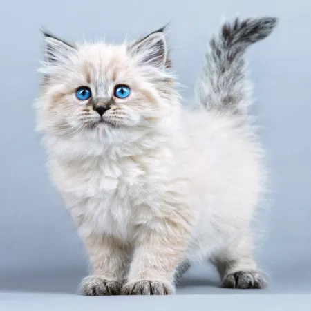 NOTIQUE Poznámkový kalendář Koťata 2026, 30 x 30 cm