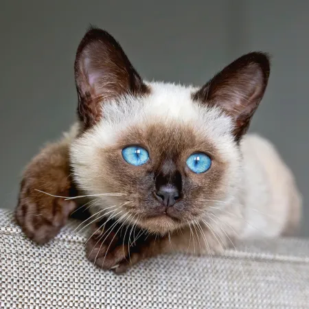 NOTIQUE Poznámkový kalendář Koťata 2026, 30 x 30 cm