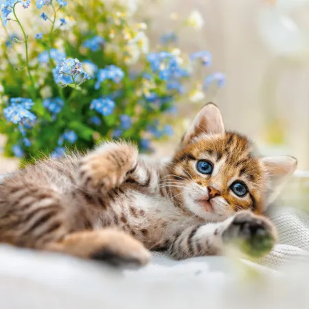 NOTIQUE Poznámkový kalendář Koťata 2026, 30 x 30 cm