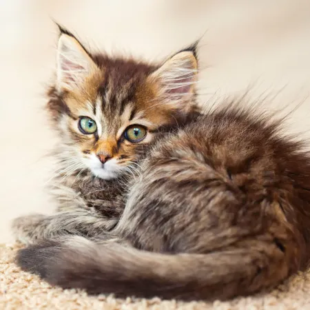 NOTIQUE Poznámkový kalendář Koťata 2026, 30 x 30 cm