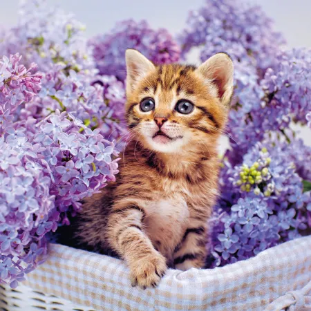 NOTIQUE Poznámkový kalendář Koťata 2026, 30 x 30 cm