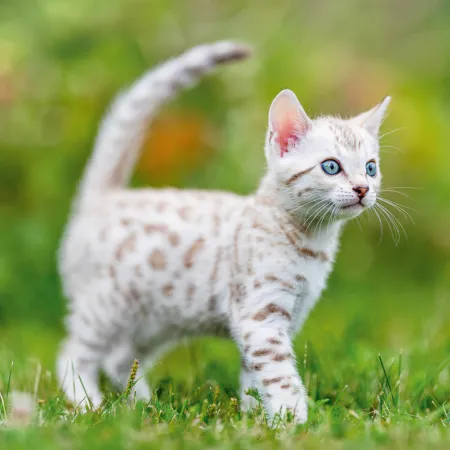 NOTIQUE Poznámkový kalendář Koťata 2026, 30 x 30 cm