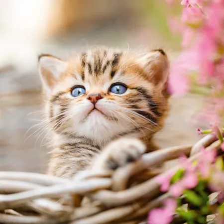 NOTIQUE Poznámkový kalendář Koťata 2026, 30 x 30 cm