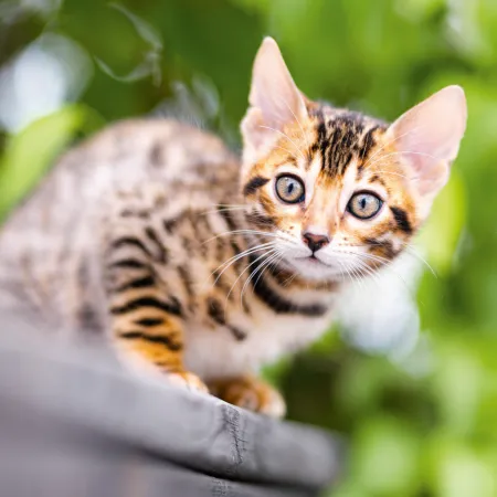 NOTIQUE Poznámkový kalendář Koťata 2026, 30 x 30 cm