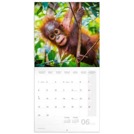 NOTIQUE Poznámkový kalendář Mláďata 2026, 30 x 30 cm
