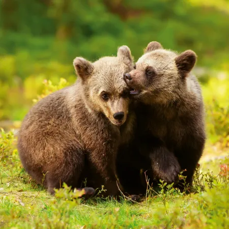 NOTIQUE Poznámkový kalendář Mláďata 2026, 30 x 30 cm