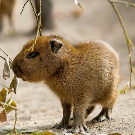 NOTIQUE Poznámkový kalendář Mláďata 2026, 30 x 30 cm