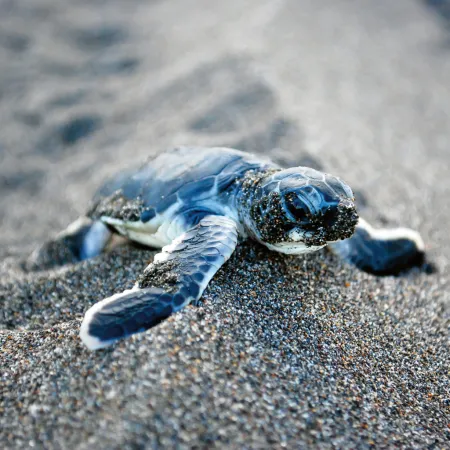 NOTIQUE Poznámkový kalendář Mláďata 2026, 30 x 30 cm