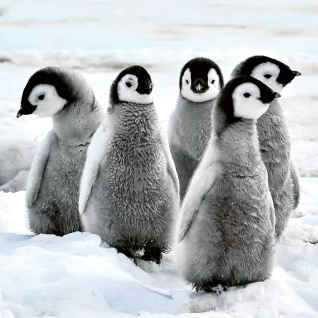 NOTIQUE Poznámkový kalendář Mláďata 2026, 30 x 30 cm