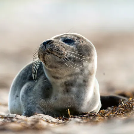 NOTIQUE Poznámkový kalendář Mláďata 2026, 30 x 30 cm