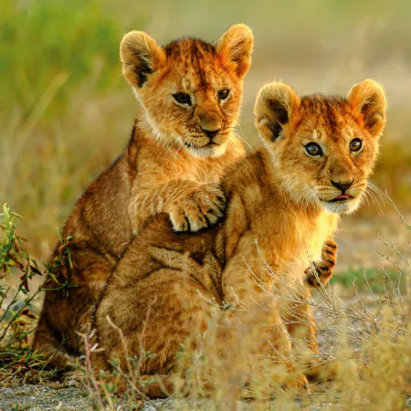 NOTIQUE Poznámkový kalendář Mláďata 2026, 30 x 30 cm