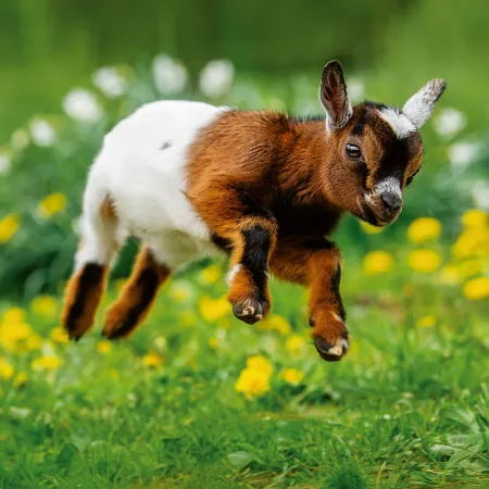 NOTIQUE Poznámkový kalendář Mláďata 2026, 30 x 30 cm