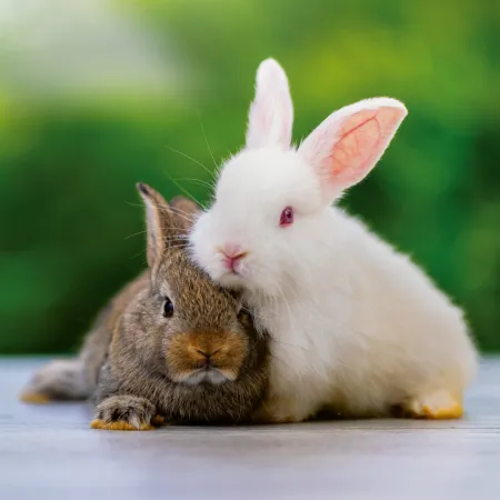 NOTIQUE Poznámkový kalendář Mláďata 2026, 30 x 30 cm