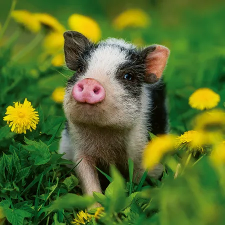 NOTIQUE Poznámkový kalendář Mláďata 2026, 30 x 30 cm