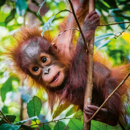 NOTIQUE Poznámkový kalendář Mláďata 2026, 30 x 30 cm