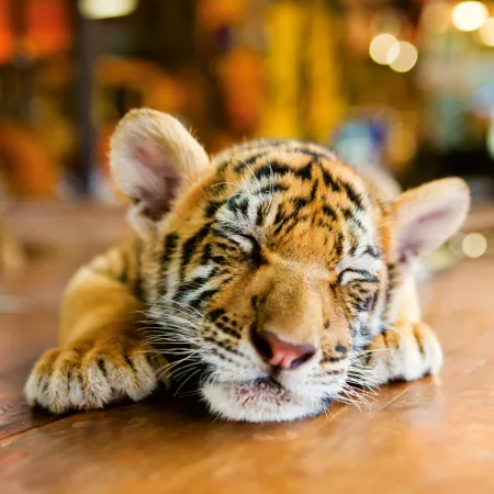 NOTIQUE Poznámkový kalendář Mláďata 2026, 30 x 30 cm