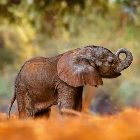 NOTIQUE Poznámkový kalendář Mláďata 2026, 30 x 30 cm