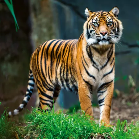 NOTIQUE Poznámkový kalendář Ohrožené druhy 2026, 30 x 30 cm