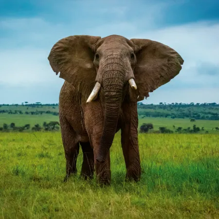 NOTIQUE Poznámkový kalendář Ohrožené druhy 2026, 30 x 30 cm