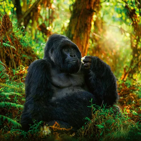 NOTIQUE Poznámkový kalendář Ohrožené druhy 2026, 30 x 30 cm