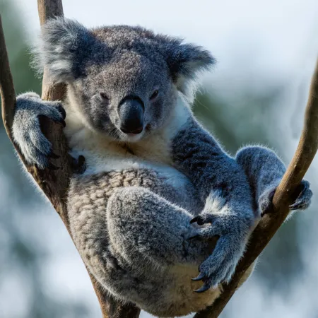 NOTIQUE Poznámkový kalendář Ohrožené druhy 2026, 30 x 30 cm