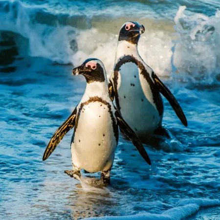 NOTIQUE Poznámkový kalendář Ohrožené druhy 2026, 30 x 30 cm