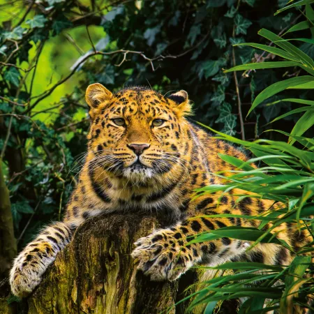 NOTIQUE Poznámkový kalendář Ohrožené druhy 2026, 30 x 30 cm