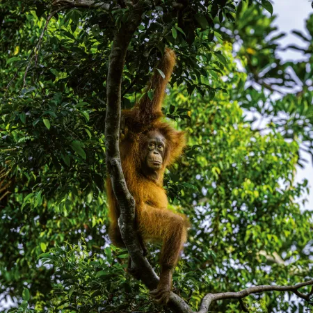 NOTIQUE Poznámkový kalendář Ohrožené druhy 2026, 30 x 30 cm